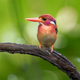 This is my best friend, the South Philippine dwarf kingfisher.